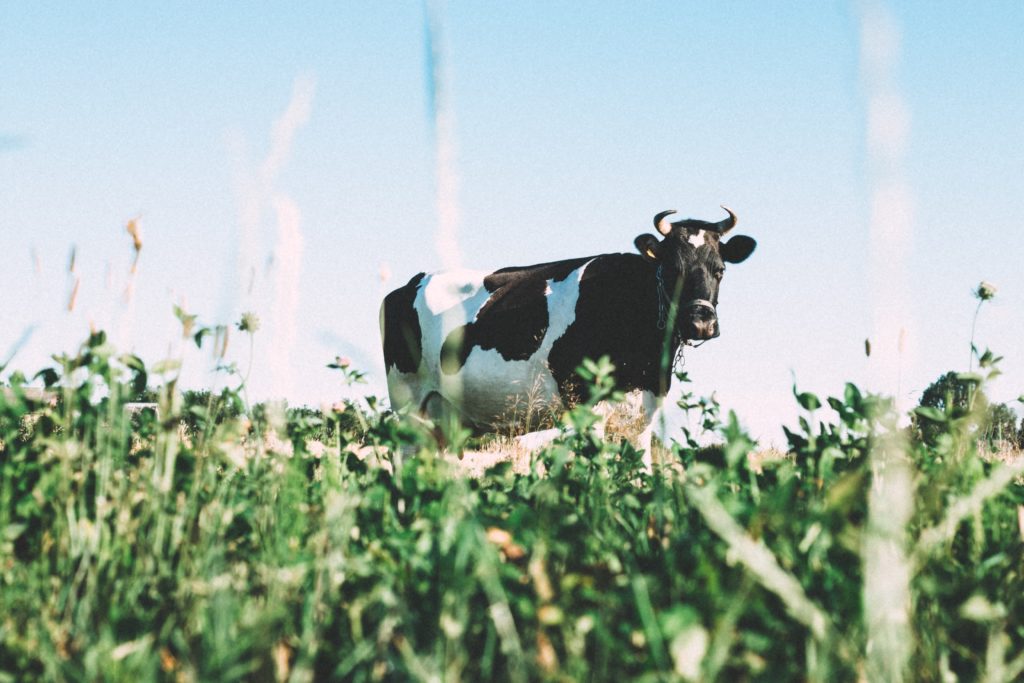 black and white cow in a grassy field