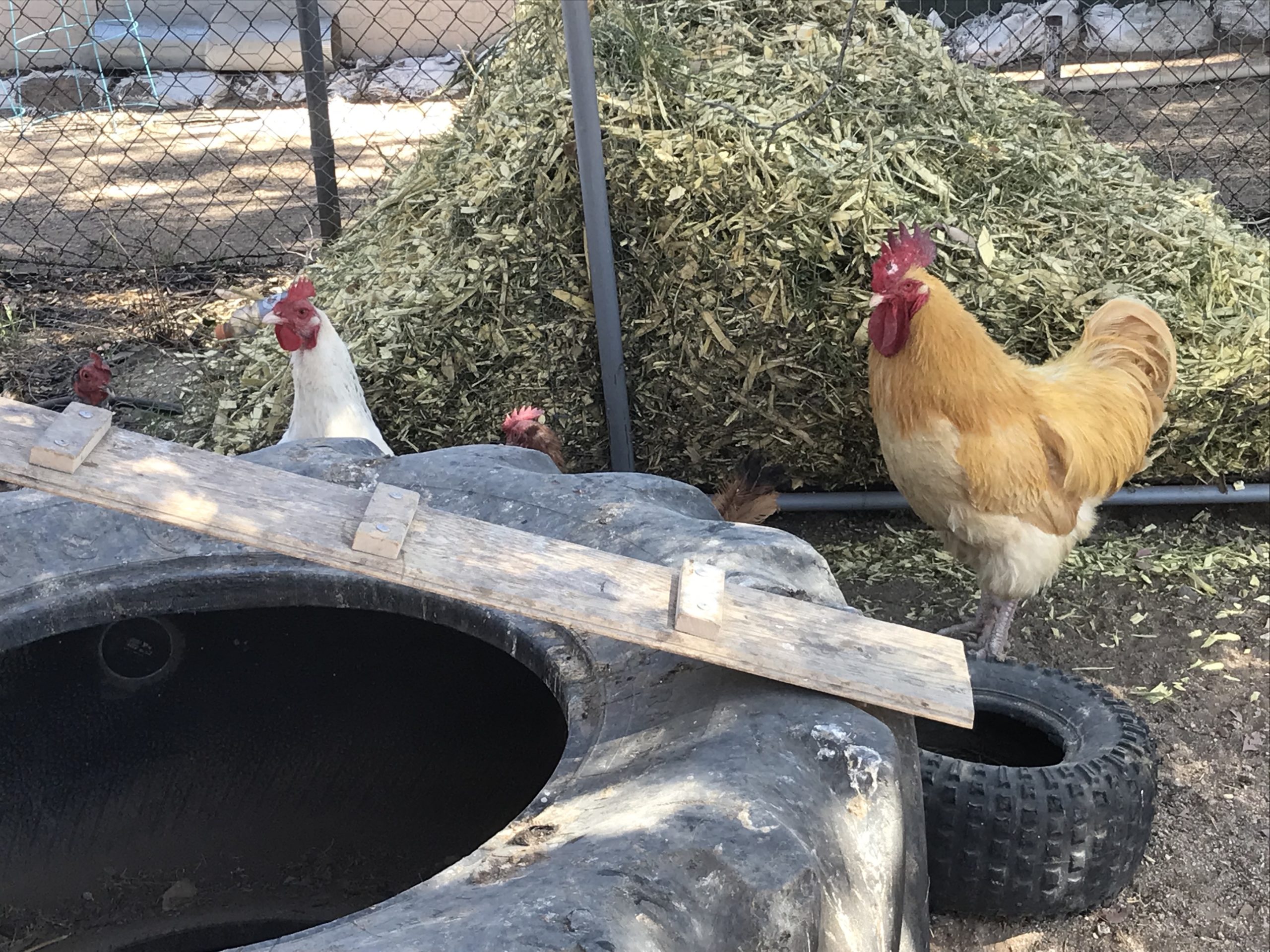 chickens in backyard enclosure