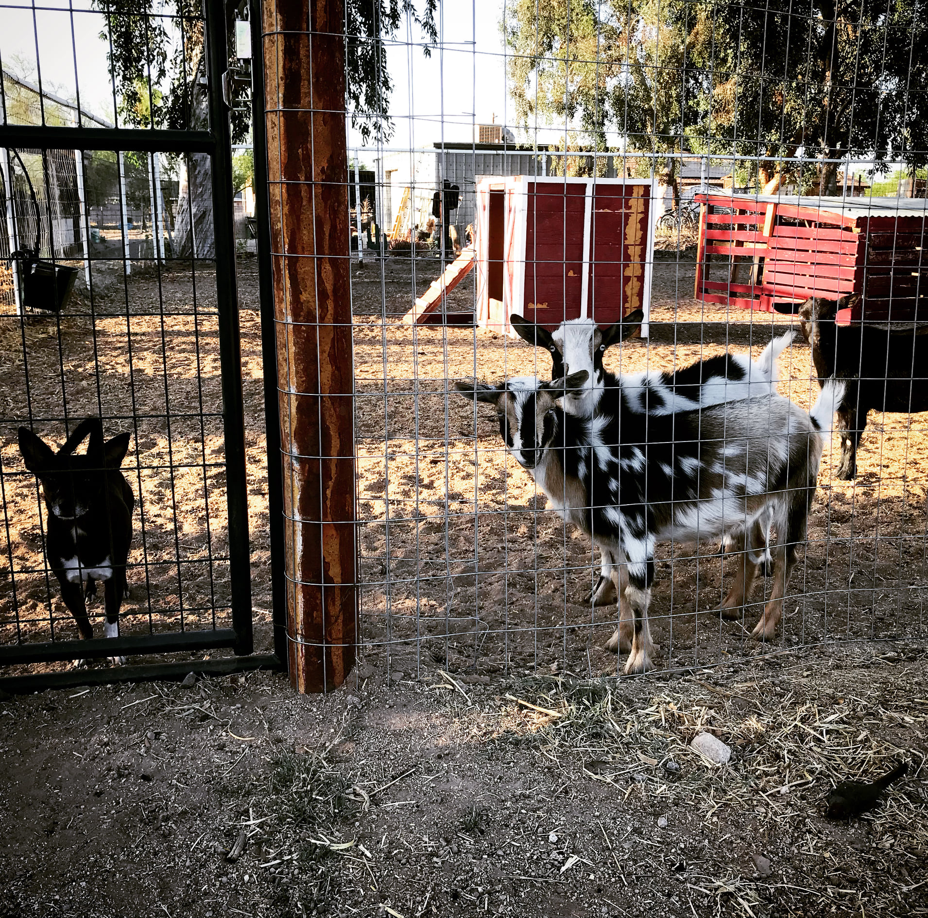 nigerian dwarf goats and little dog behind a fence in my backyard