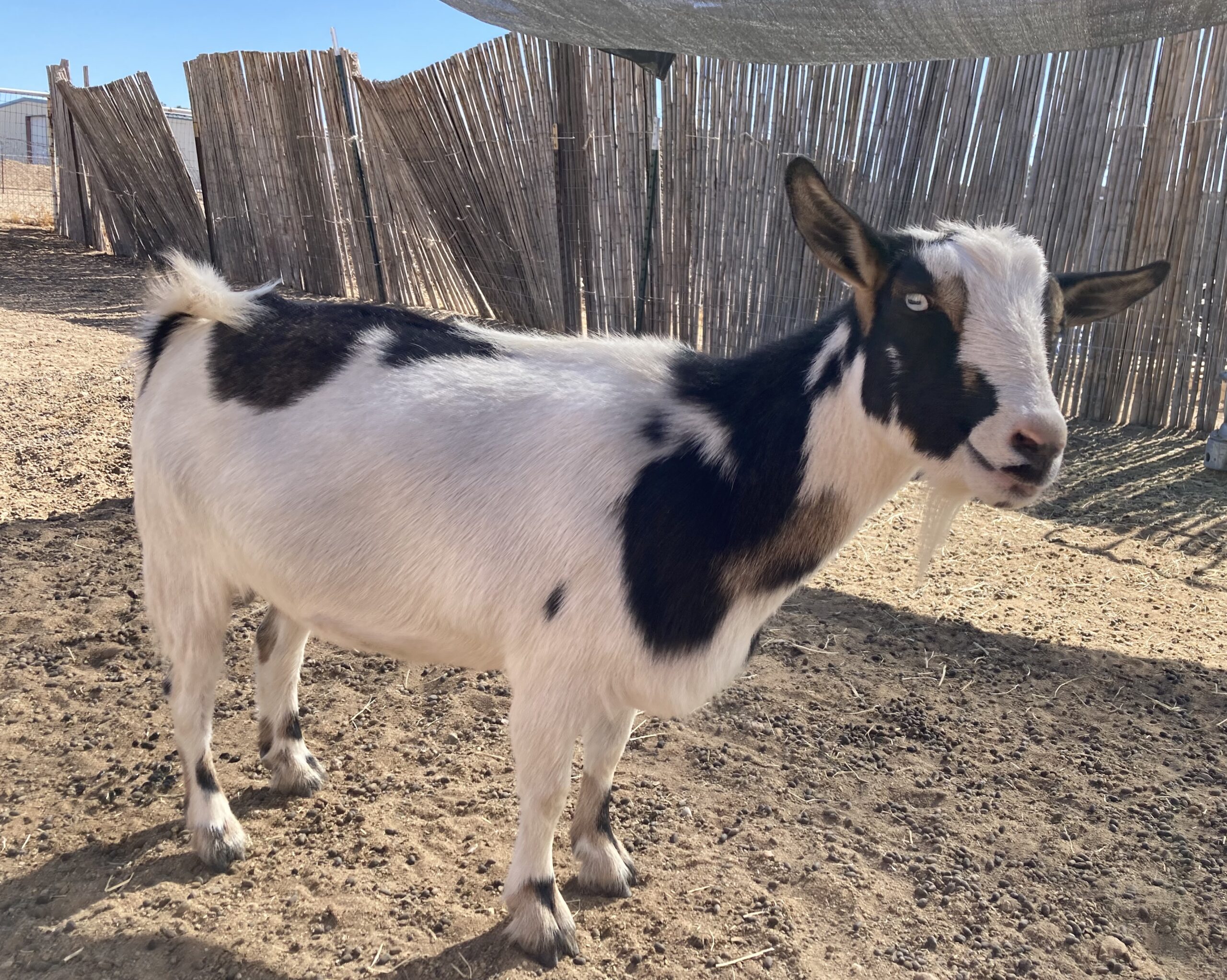 Purebred Nigerian Dwarf Goat named Anastasia