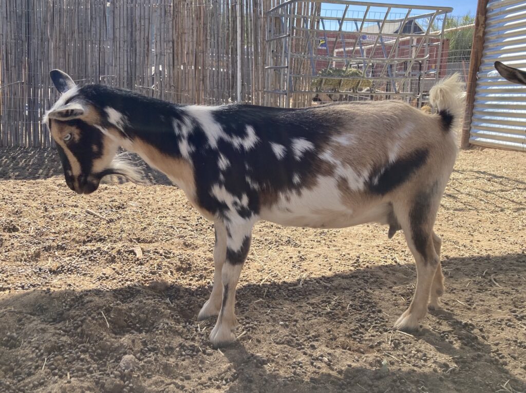 Purebred Nigerian Dwarf Goat named Lulu
